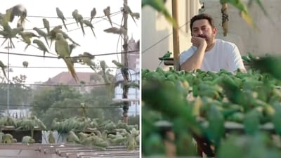 A Chennai couple, Sudarson and Vithiya, have been feeding birds for nearly 15 years. (X/@ANI, Screengrab) A Chennai couple, Sudarson and Vithiya, have been feeding birds for nearly 15 years. (X/@ANI, Screengrab)