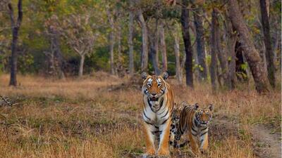 Officials say tiger reserves hardly feel the impact of bird flu as wild animals here are far from human contact or reach. (REPRESENTATIVE IMAGE) Officials say tiger reserves hardly feel the impact of bird flu as wild animals here are far from human contact or reach. (REPRESENTATIVE IMAGE)