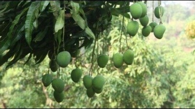 Ripening fruit in a mango orchard in Malihabad (HT File Photo) Ripening fruit in a mango orchard in Malihabad (HT File Photo)
