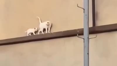 A mama cat carefully guided her kitten along a narrow beam, frequently checking on it. (X/@AMAZlNGNATURE) A mama cat carefully guided her kitten along a narrow beam, frequently checking on it. (X/@AMAZlNGNATURE)