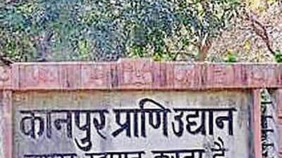 The lion was shifted to the Kanpur zoo from Gorakhpur zoo on May 11. (FILE PHOTO) The lion was shifted to the Kanpur zoo from Gorakhpur zoo on May 11. (FILE PHOTO)