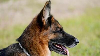 The proposed rules will not be limited to aggressive breeds, but will cover all pet dogs. (Representative file photo) The proposed rules will not be limited to aggressive breeds, but will cover all pet dogs. (Representative file photo)