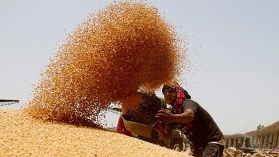 The purchase began at centres in Ghumarwin and Bilaspur and the government procured over 22 quintals from 17 farmers (HT File) The purchase began at centres in Ghumarwin and Bilaspur and the government procured over 22 quintals from 17 farmers (HT File)