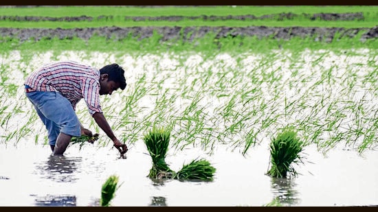 As sale of hybrid seeds are curbed, the demand for genuine PAU-certified seeds has seen a boost this season. (HT Photo)