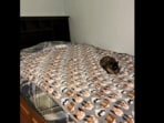 Internet users were challenged by an optical illusion featuring a hidden cat Internet users were challenged by an optical illusion featuring a hidden cat