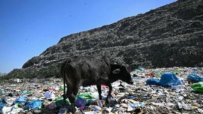 A cow looks for food at the Bhalswa landfill in Delhi. (AFP)