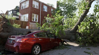 A huge tree uprooted and crushed a car after the tornados swept through the city of St. Louis, Missouri. (REUTERS)