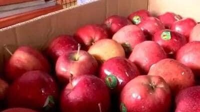 The traders in Rajasthan have joined the boycott call even though the sale of Turkish apples is minimal in the state. (Representational image) The traders in Rajasthan have joined the boycott call even though the sale of Turkish apples is minimal in the state. (Representational image)