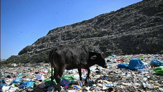 A cow looks for food at the Bhalswa landfill in Delhi. (AFP)