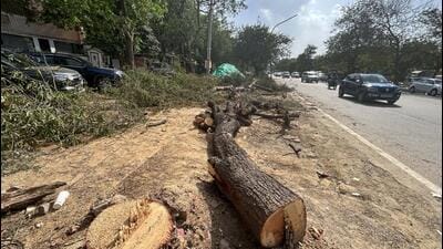 A felled tree at Sushant Lok Phase 1 in Gurugram on Sunday. (Parveen Kumar/HT Photo) A felled tree at Sushant Lok Phase 1 in Gurugram on Sunday. (Parveen Kumar/HT Photo)