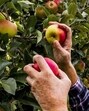 The apple industry in Himachal Pradesh is estimated to be worth <span class='webrupee'>₹</span>4,500 crore. (HT file) The apple industry in Himachal Pradesh is estimated to be worth <span class='webrupee'>₹</span>4,500 crore. (HT file)