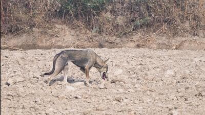 (Courtesy: Hemant Garg) (Courtesy: Hemant Garg)
