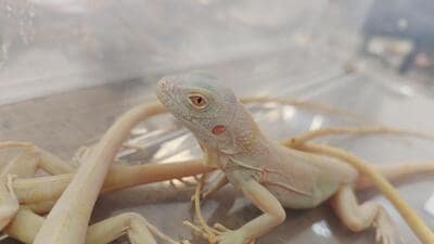 36 endangered reptiles seized at Mumbai airport