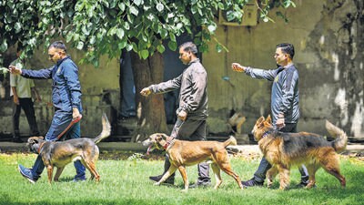 Delhi Police Dogs display their skills at the Delhi Police dog squad headquarters in Model Town. (Sanchit Khanna/HT Photo) Delhi Police Dogs display their skills at the Delhi Police dog squad headquarters in Model Town. (Sanchit Khanna/HT Photo)
