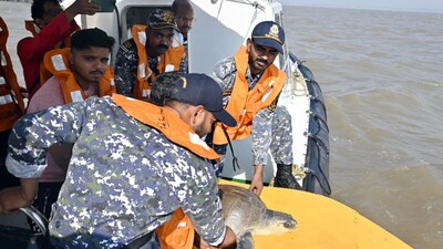 Indian Coast Guard and forest department officials release Olive Ridley turtles three Nautical miles off Dahanu Coast using an ICG Interceptor Craft. (@IndiaCoastGuard) Indian Coast Guard and forest department officials release Olive Ridley turtles three Nautical miles off Dahanu Coast using an ICG Interceptor Craft. (@IndiaCoastGuard)
