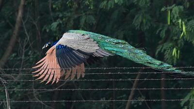 A peacock spotted in Mohali on Tuesday. Temperatures soared to 41°C on Tuesday with the high humidity levels making it even worse. Met officials said the mercury is expected to remain above the 40-degree mark for the next few days. (Sanjeev Sharma/HT)