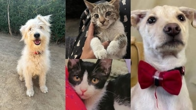 Muffin, Twinkle, Tuxie, Bella, and Hazel are waiting for you to call! Wouldn't you bring them home? Muffin, Twinkle, Tuxie, Bella, and Hazel are waiting for you to call! Wouldn't you bring them home?