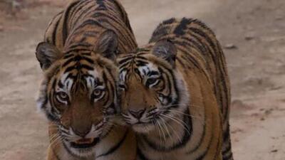 Earlier plans to move Kankati, the cub of Tigress Arrowhead, to a biological reserve have been abandoned. (HT Photo) Earlier plans to move Kankati, the cub of Tigress Arrowhead, to a biological reserve have been abandoned. (HT Photo)