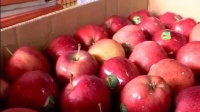 SKM convener Harish Chauhan apprised the governor that India imports apples from around 44 countries, with Turkey exporting nearly 1.29 lakh metric tonnes apples to India annually (HT File) SKM convener Harish Chauhan apprised the governor that India imports apples from around 44 countries, with Turkey exporting nearly 1.29 lakh metric tonnes apples to India annually (HT File)
