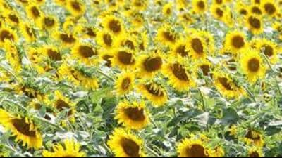 The minimum support price (MSP) of sunflower is  ₹7,280 per quintal. (File)