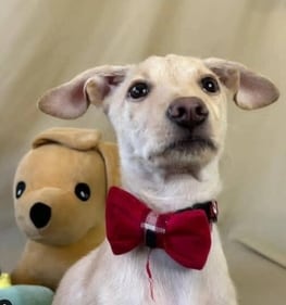 Bella is a playful and curious indie Bella is a playful and curious indie