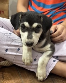 Hazel is an energetic pup and often full of affection. Hazel is an energetic pup and often full of affection.