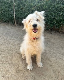 Muffin is a Terrier mix Muffin is a Terrier mix