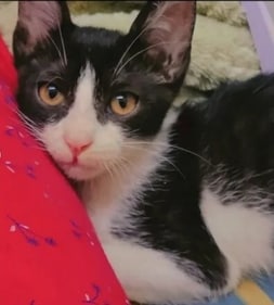 Tuxie is already litter trained and dewormed! Tuxie is already litter trained and dewormed!