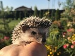 Animal