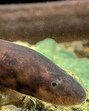 The fish species measure around 177 mm to 211 mm and are commonly known as swamp eels. (HT sourced photo) The fish species measure around 177 mm to 211 mm and are commonly known as swamp eels. (HT sourced photo)