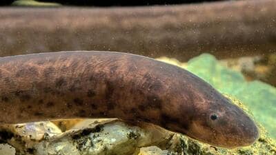 The fish species measure around 177 mm to 211 mm and are commonly known as swamp eels. (HT sourced photo) The fish species measure around 177 mm to 211 mm and are commonly known as swamp eels. (HT sourced photo)