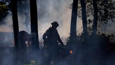 A firefighter uses a drip torch to ignite a controlled burn at the Pacific Union College Forest in Angwin, California. (AFP) A firefighter uses a drip torch to ignite a controlled burn at the Pacific Union College Forest in Angwin, California. (AFP)