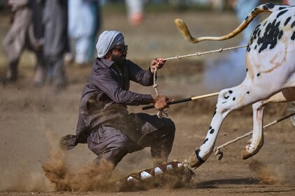 A jockey controls a pair of bull during a traditional bull race competition, in Malal, a village of Attock district, in Pakistan, Thursday, May 15, 2025. (Anjum Naveed/AP) A jockey controls a pair of bull during a traditional bull race competition, in Malal, a village of Attock district, in Pakistan, Thursday, May 15, 2025. (Anjum Naveed/AP)