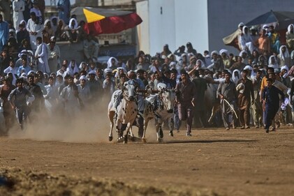 A jockey, center, controls a pair of bull as people shout during a traditional bull race competition, in Malal, a village of Attock district, in Pakistan, Thursday, May 15, 2025. (Anjum Naveed/AP) A jockey, center, controls a pair of bull as people shout during a traditional bull race competition, in Malal, a village of Attock district, in Pakistan, Thursday, May 15, 2025. (Anjum Naveed/AP)