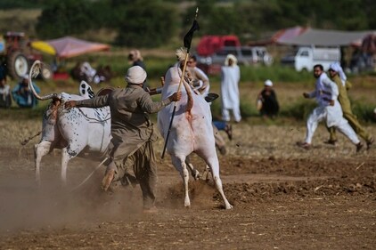 A jockey, center, looses the control on a pair of bull during a traditional bull race competition, in Malal, a village of Attock district, in Pakistan, Thursday, May 15, 2025. (Anjum Naveed/AP) A jockey, center, looses the control on a pair of bull during a traditional bull race competition, in Malal, a village of Attock district, in Pakistan, Thursday, May 15, 2025. (Anjum Naveed/AP)
