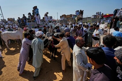 Members of a team try to line up a pair of bull as people watch during a traditional bull race competition, in Malal, a village of Attock district, in Pakistan. (Anjum Naveed/AP) Members of a team try to line up a pair of bull as people watch during a traditional bull race competition, in Malal, a village of Attock district, in Pakistan. (Anjum Naveed/AP)