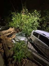 Several trees were also uprooted in different parts of Delhi Several trees were also uprooted in different parts of Delhi