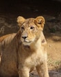 In 2020, Project Lion identified six other protected areas in the country, in Rajasthan, Madhya Pradesh, and elsewhere in Gujarat (Zoo officials)