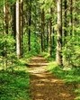 India saw a 6.9% decrease in tree cover loss between 2023 and 2024 (Shutterstock)