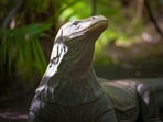 Komodo_Dragon