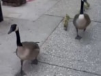 The scene sparked a wave of amused and adoring reactions online. 