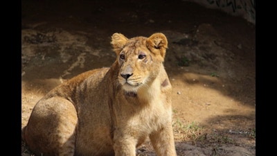 In 2020, Project Lion identified six other protected areas in the country, in Rajasthan, Madhya Pradesh, and elsewhere in Gujarat (Zoo officials) In 2020, Project Lion identified six other protected areas in the country, in Rajasthan, Madhya Pradesh, and elsewhere in Gujarat (Zoo officials)