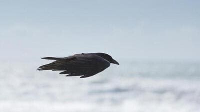 Researchers at the University of Tübingen in Germany trained two crows to play a visual game on a touchscreen Researchers at the University of Tübingen in Germany trained two crows to play a visual game on a touchscreen