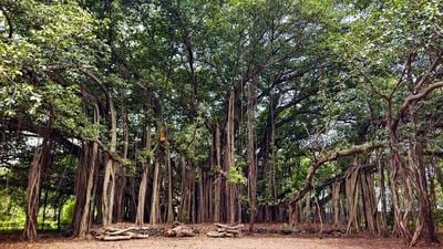 The campus has a a gigantic Banyan tree whose canopy spreads out over 6,000 square feet. (Raju Shinde/HT Photo)