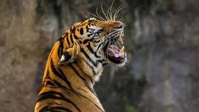 The carcass of the tiger was found on Thursday morning at Dumukhia village in Khumtai revenue circle. (Representative file photo) The carcass of the tiger was found on Thursday morning at Dumukhia village in Khumtai revenue circle. (Representative file photo)