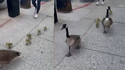 The scene sparked a wave of amused and adoring reactions online. (Reddit ) The scene sparked a wave of amused and adoring reactions online. (Reddit )