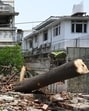 A mango tree uprooted by the storm in Nazamuddin East in New Delhi on Thursday. (Sonu Mehta/HT Photo)