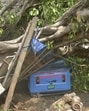 An auto was crushed after a tree fell on it during rain in Ghaziabad district on May 21 night. (Agency)