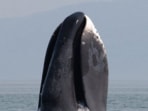 Whale
