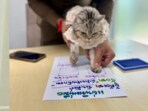The cat gets a mugshot-worthy pose before being safely reunited with her owner.